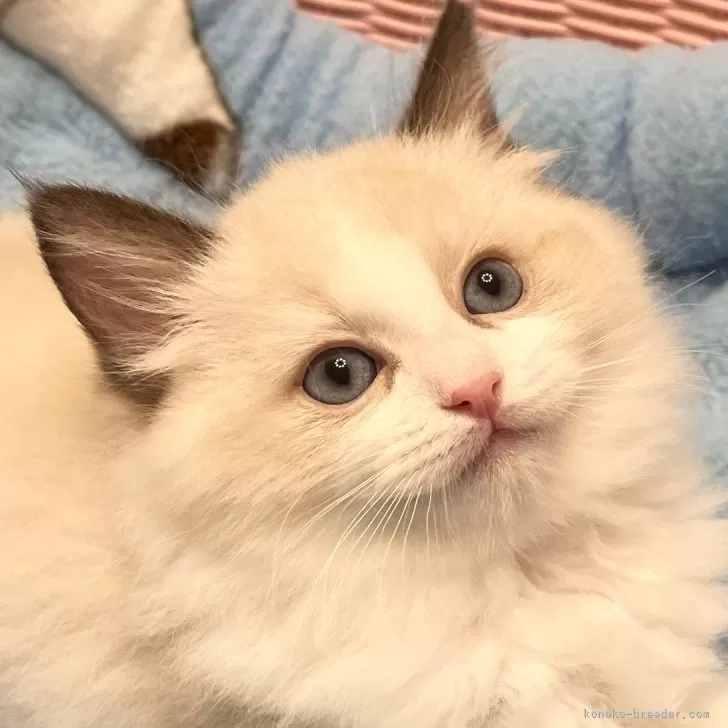 ID:2503-02781の子猫