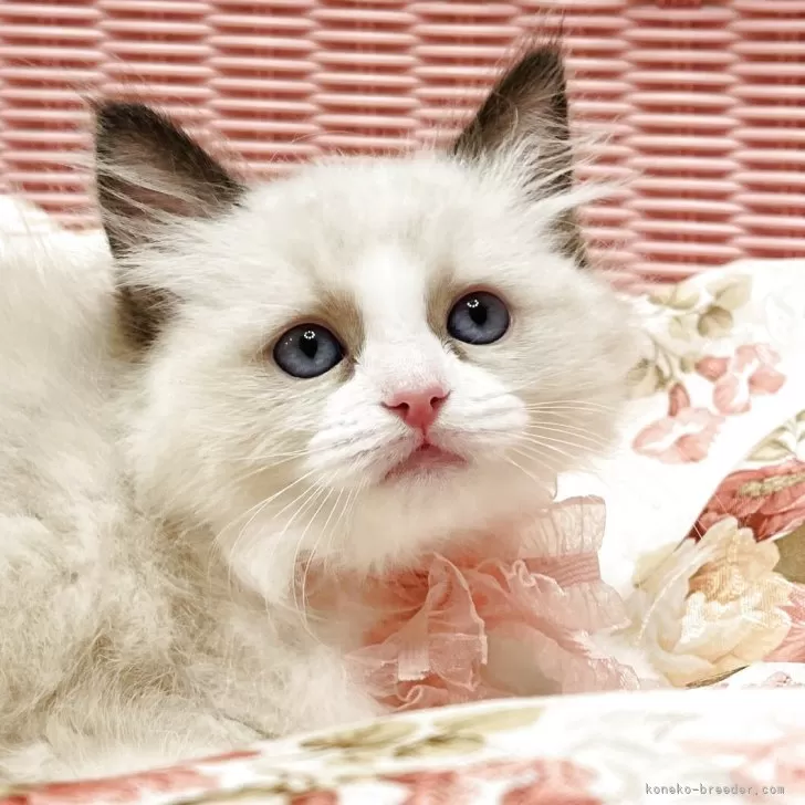 ID:2503-02782の子猫