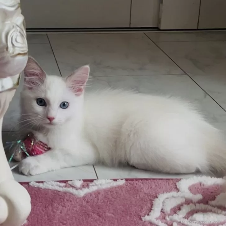 ID：2506-02902の子猫