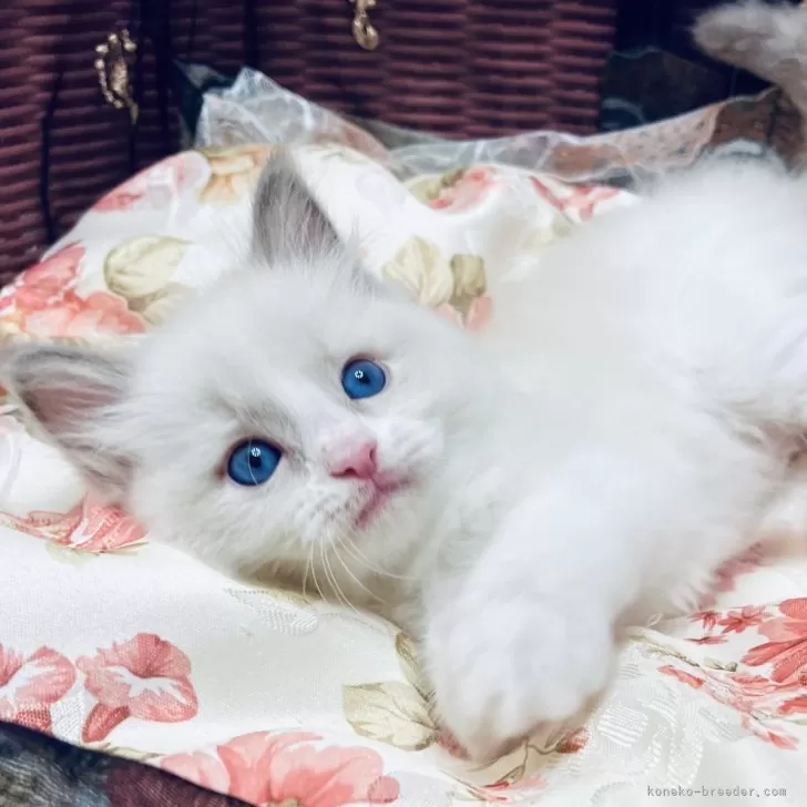 ID:2506-03036の子猫