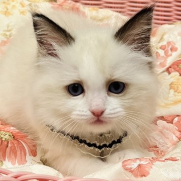 ラグドール【静岡県・女の子・2025年2月4日・シールポイントバイカラー】の写真「垂れ目の可愛い女の子🩷」