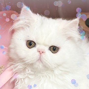エキゾチックロングヘア【静岡県・女の子・2024年11月18日・ホワイト頭にブルー入ってます。】の写真「とてもおっとり優しい子🌸」