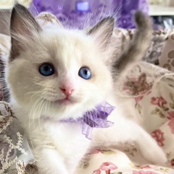 ラグドール【静岡県・女の子・2025年5月15日・シールポイントバイカラー】の写真「おっとりさん」