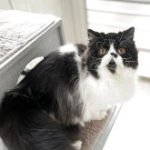 エキゾチックロングヘア