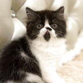 エキゾチックロングヘア