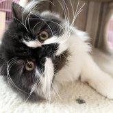 エキゾチックロングヘア