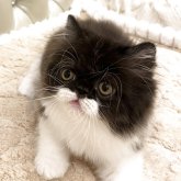 エキゾチックロングヘア