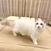 ラグドール【静岡県・女の子・2025年10月13日・ブルーポイントバイカラー】の写真3