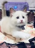 ラグドール【静岡県・男の子・2025年5月15日・シールポイントバイカラー】の写真7