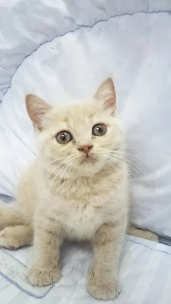 ID:1306-00057の子猫