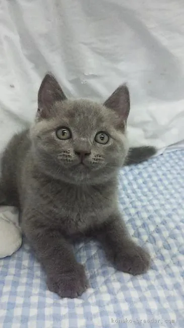 ID：1607-00936の子猫