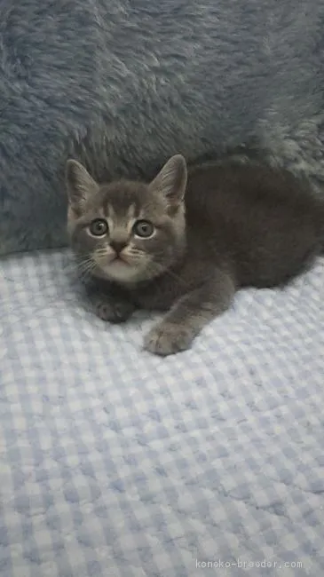 パッパ 様のお迎えした子猫