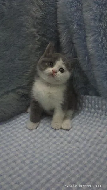 ID:1901-00559の子猫