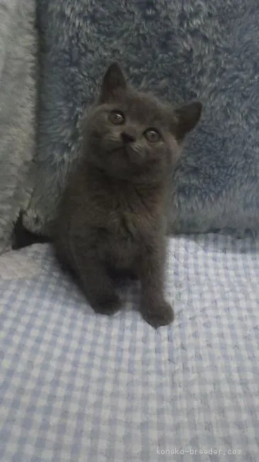 ID：1906-01489の子猫