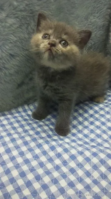 ID:2005-00295の子猫