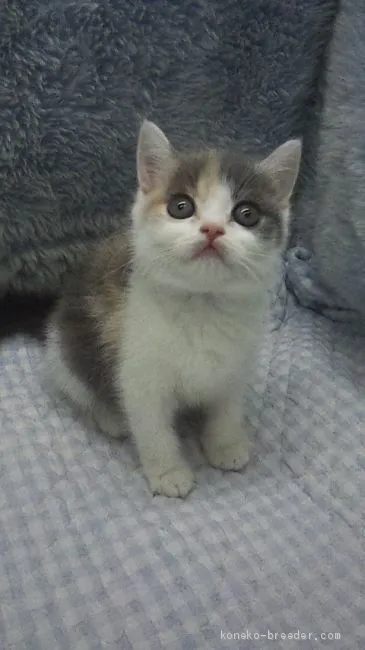 ID:1908-01404の子猫