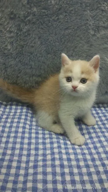 ID:2004-01048の子猫