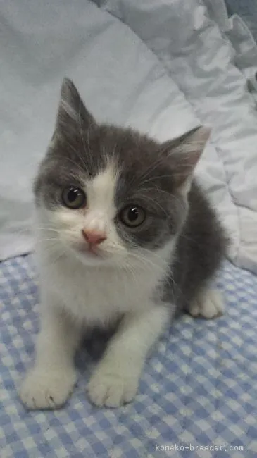 ID：1610-00232の子猫