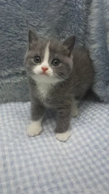 ais 様のお迎えした子猫