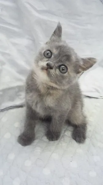 ID：1505-00055の子猫