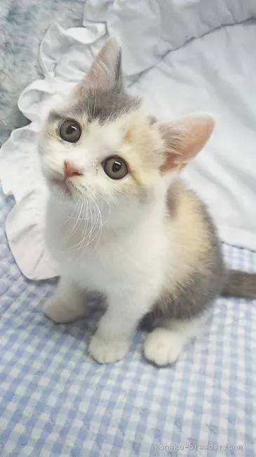 ID：1610-00451の子猫