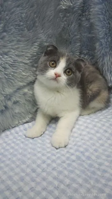 ID：1809-00793の子猫