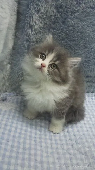 オスカー 様のお迎えした子猫