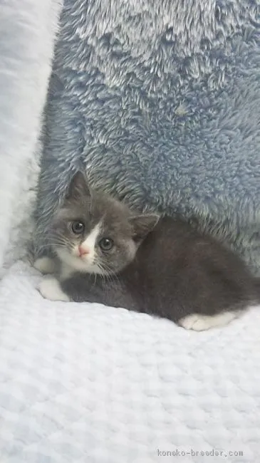 ID:1908-00387の子猫