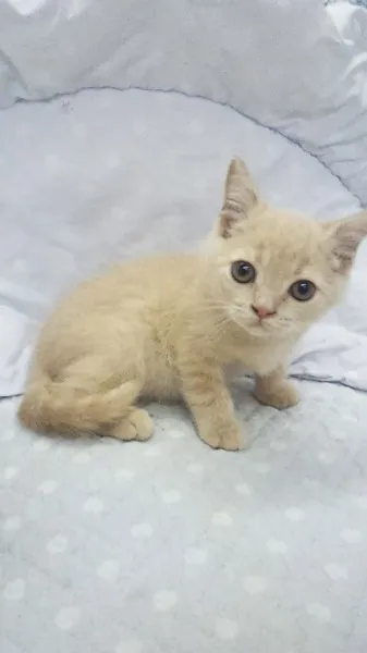 ID：1311-00026の子猫