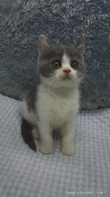ID:1908-00388の子猫