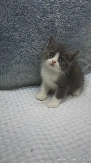 ID：1909-01658の子猫