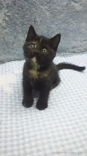 ID：1805-01034の子猫