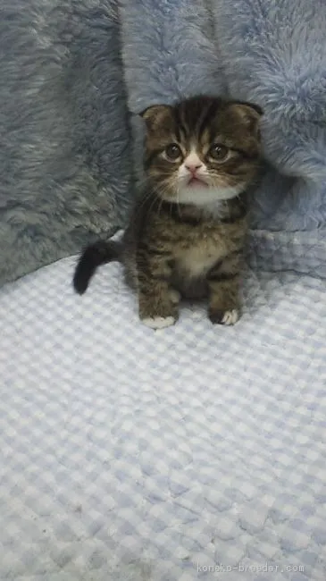 ID：1906-01302の子猫