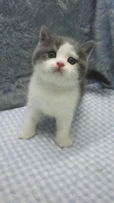 ID:1810-01048の子猫