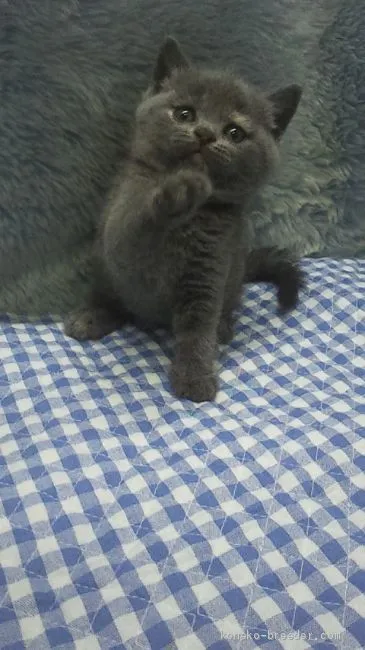 ID:2004-01044の子猫