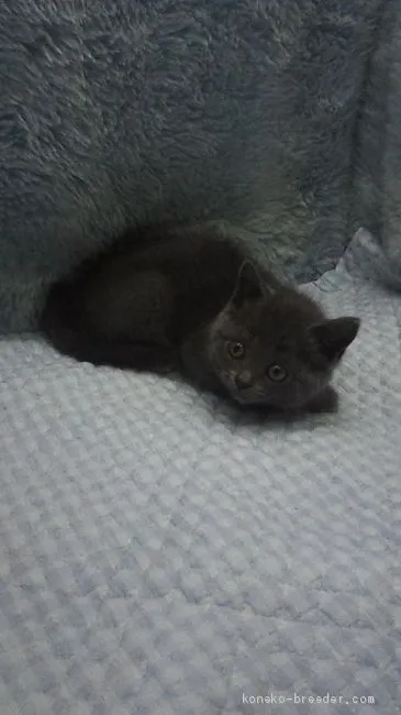 ID:1908-00762の子猫