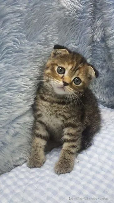 ID：1808-00871の子猫