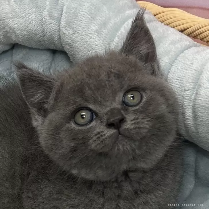 J.E 様のお迎えした子猫