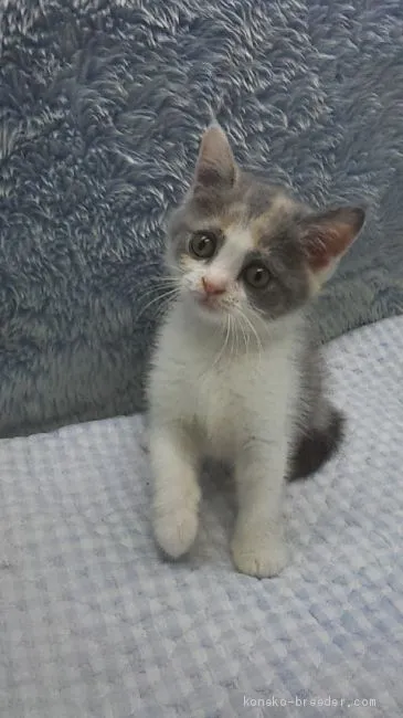 ID:1907-01436の子猫