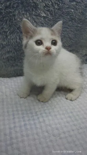 ID：1908-01687の子猫