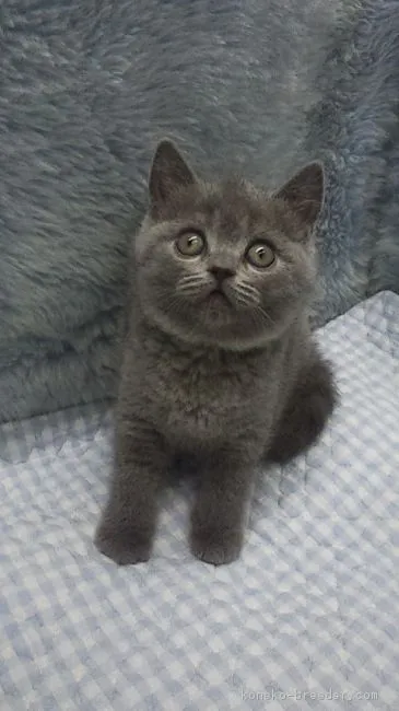 ID:1812-01211の子猫