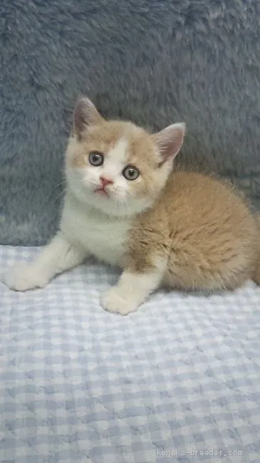 ID:1905-01724の子猫