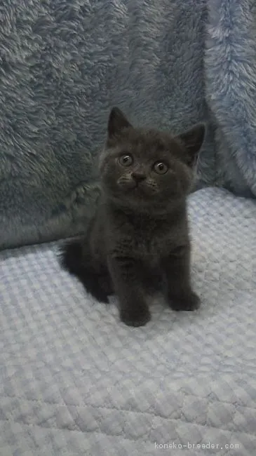 ID:1908-00411の子猫