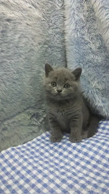 ID:2002-01165の子猫
