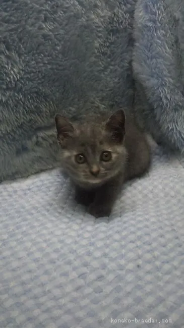 ID:1907-01003の子猫