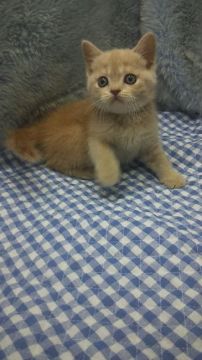 ブリティッシュショートヘア【東京都・男の子・2020年2月18日・クリーム】の写真「小ぶり予想」