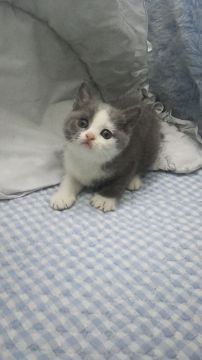 ブリティッシュショートヘア【東京都・女の子・2017年9月3日・ブルー&ホワイト】の写真「父グランドチャンピョン・小ぶり予想」