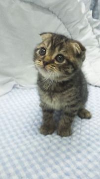 スコティッシュフォールド(折れ耳)【東京都・男の子・2018年1月17日・ブラウンタビー】の写真「小ぶり予想」