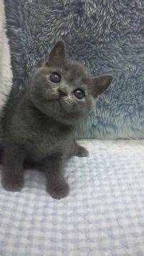 ブリティッシュショートヘア【東京都・女の子・2018年6月19日・ブルー】の写真「父ＩＣＣグランドチャンピョン」