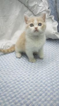 ブリティッシュショートヘア【東京都・男の子・2018年2月21日・クリーム&ホワイト】の写真「父グランドチャンピョン」